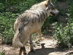 Loup gris mexicain